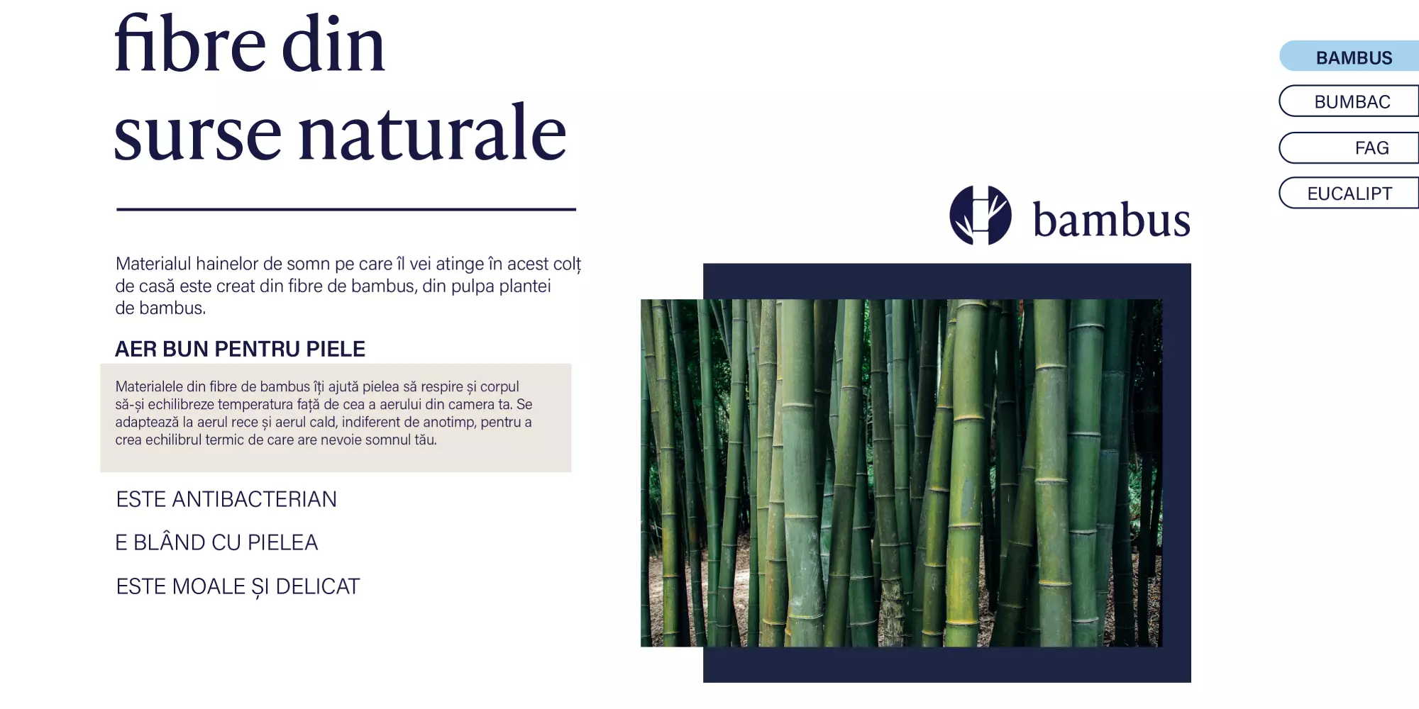 Bambus1